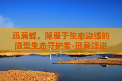迅黄蜂,隐匿于生态边缘的微型生态守护者-迅黄蜂进化 迅黄蜂,隐匿于生态边缘的微型生态守护者-迅黄蜂进化
