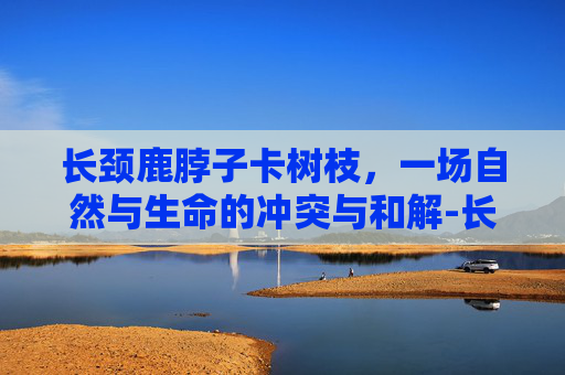 长颈鹿脖子卡树枝,一场自然与生命的冲突与和解-长颈鹿脖子长够树梢不费力片片叶子吃嘴里 长颈鹿脖子卡树枝,一场自然与生命的冲突与和解-长颈鹿脖子长够树梢不费力片片叶子吃嘴里
